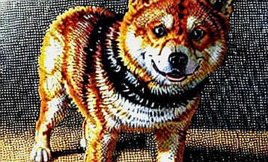 The Great Narrative Standoff: Bitcoin, XRP, and the Ghost of Shiba Inu
